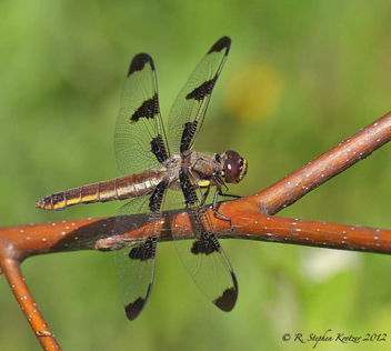 Libellula pulchella, female